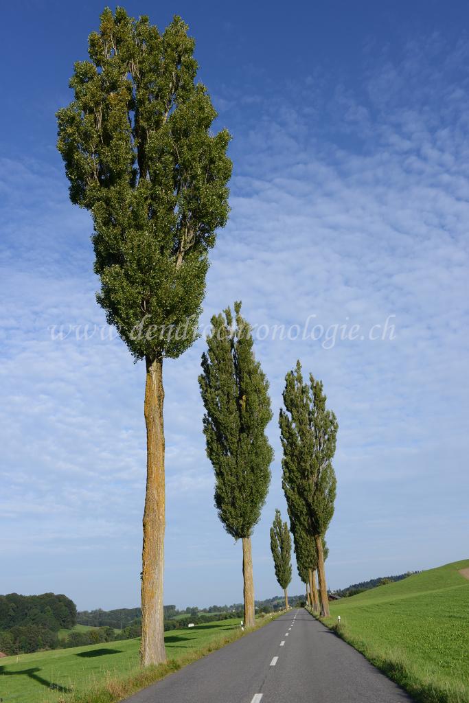 Peupliers de Tafers-01-FL
