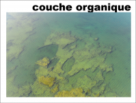 Couche organique