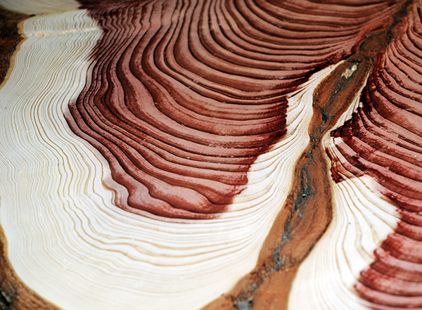 Detail sequoia