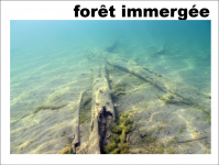 Foret immergee