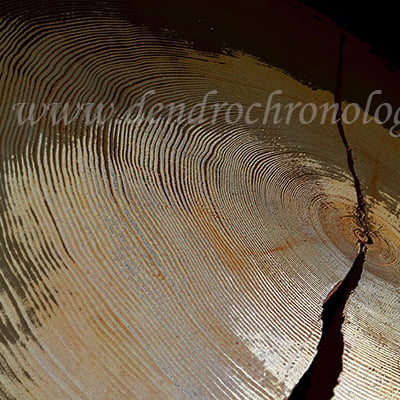 Sapin section01
