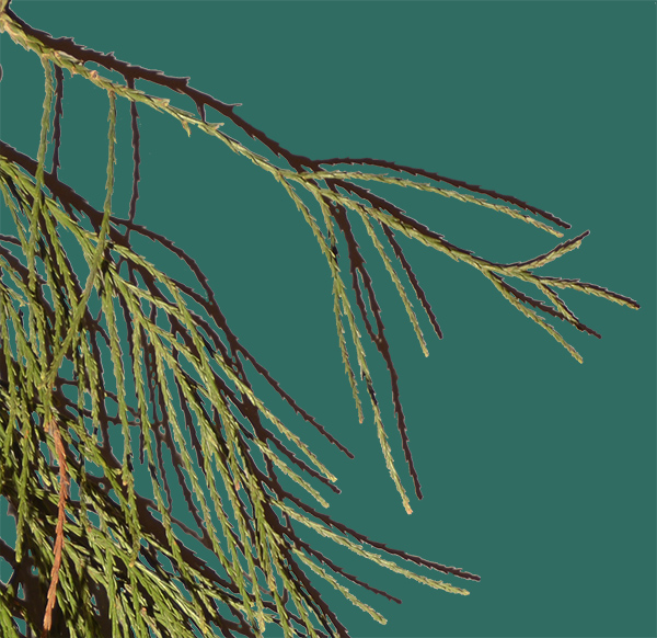Sequoia feuilles